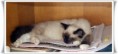 /album/kitty/kitty-02-jpg/